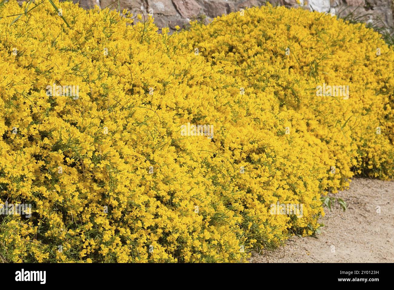 Ginster, Sandginster (Genista) Foto Stock