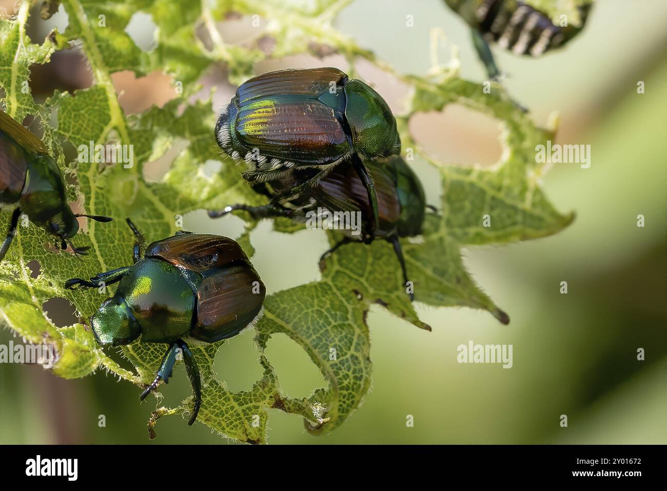 Il scarabeo giapponese (Popillia japonica) è una specie di scarabeo Foto Stock