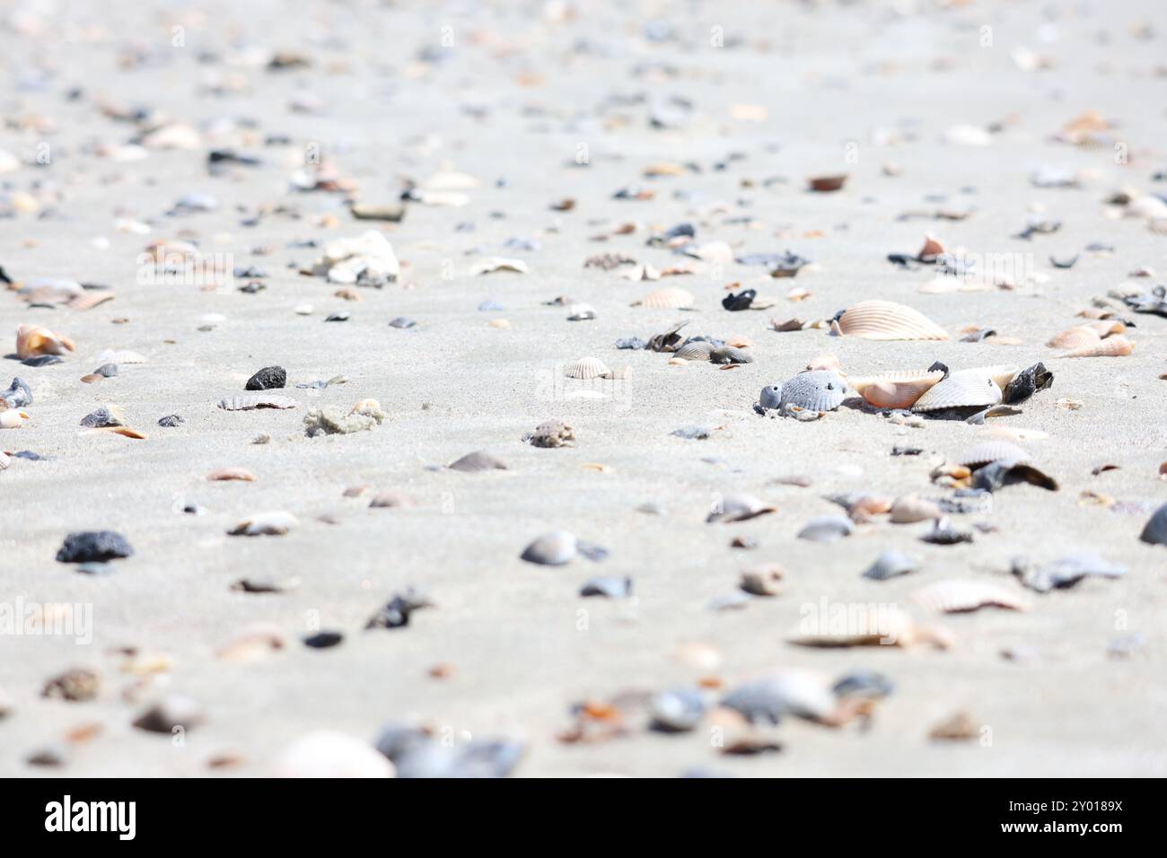 Coperture del mare Foto Stock