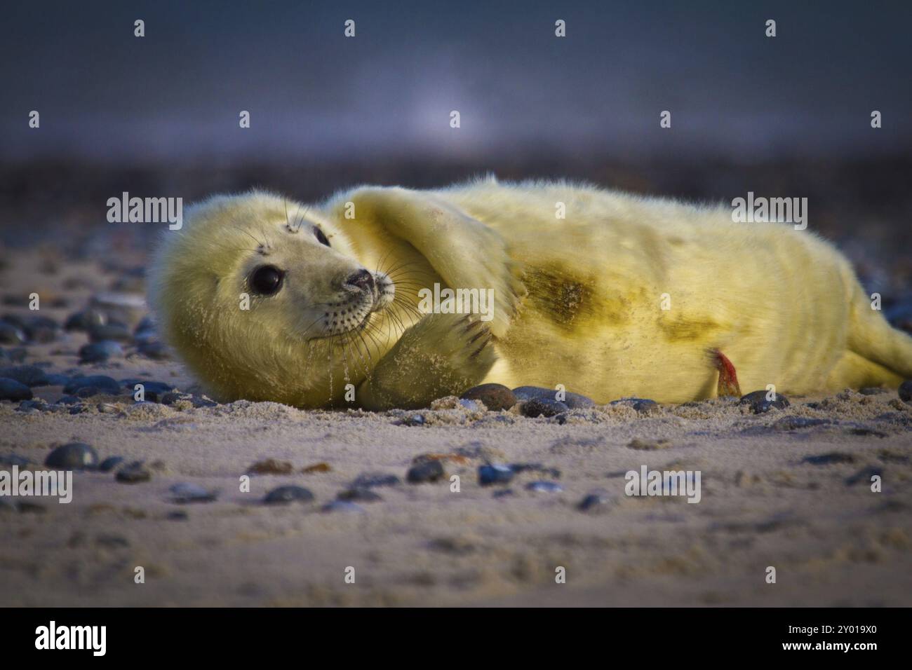 Foca grigia appena nata, di poche ore Foto Stock