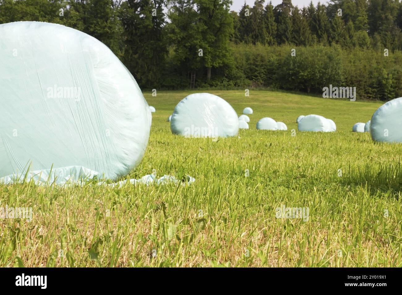 Balle di fieno in sacchetti di plastica su un prato appena tagliato Foto Stock