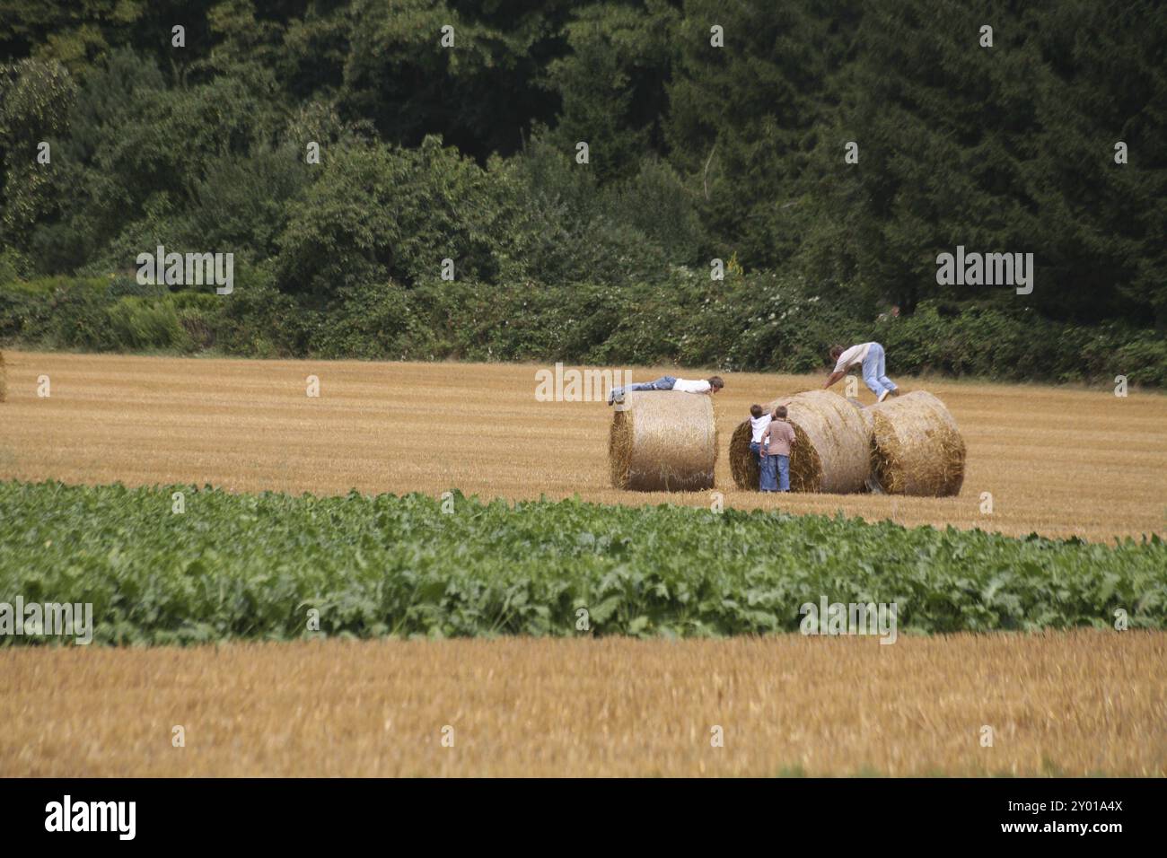 Bambini che giocano su un campo di stoppia Foto Stock