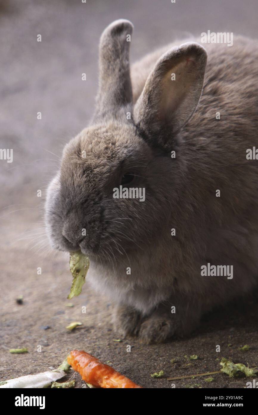 Coniglio Foto Stock