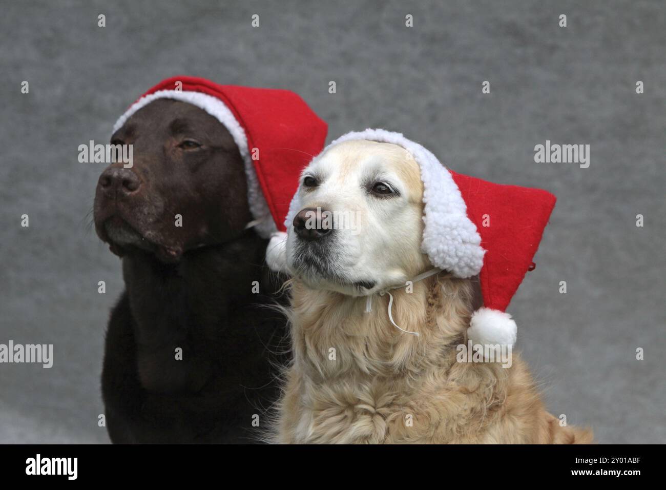 Labrador retriever con cappello di Natale Foto Stock