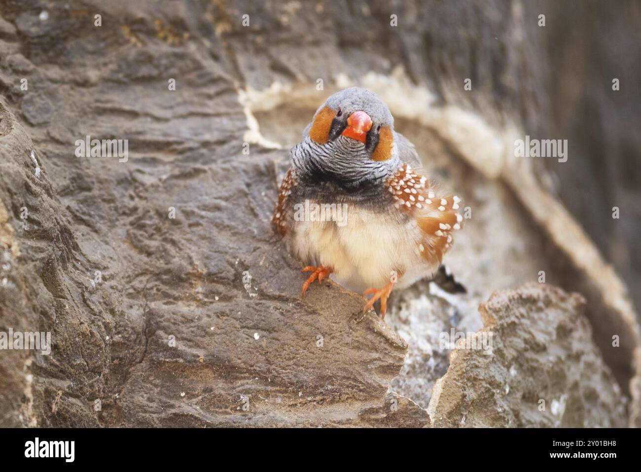 Zebra finch, arroccato su un ramo d'albero Foto Stock