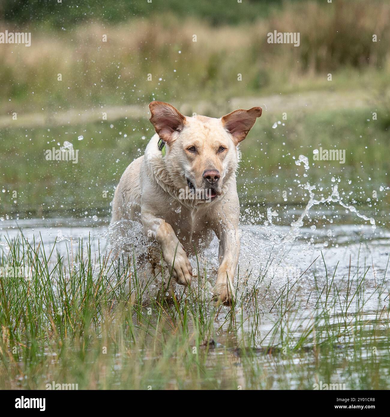 cane da recupero labrador giallo che gioca in acqua e corre verso la telecamera Foto Stock