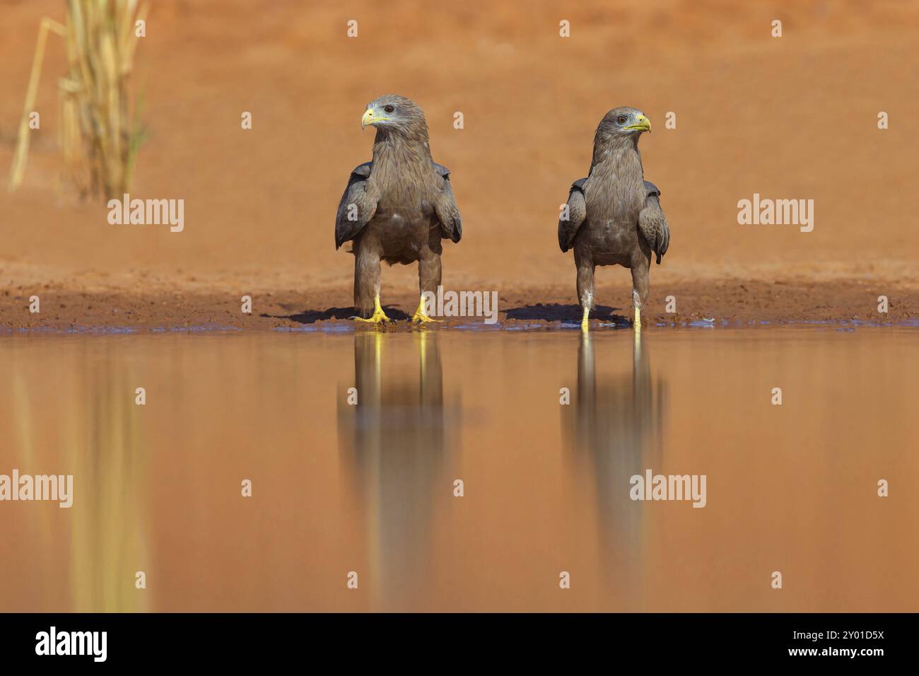 Black Kite, (Milvus aegyptius), Morgan Kunda Lodge/strada per Kat, Jajari, North Bank, Gambia, Africa Foto Stock