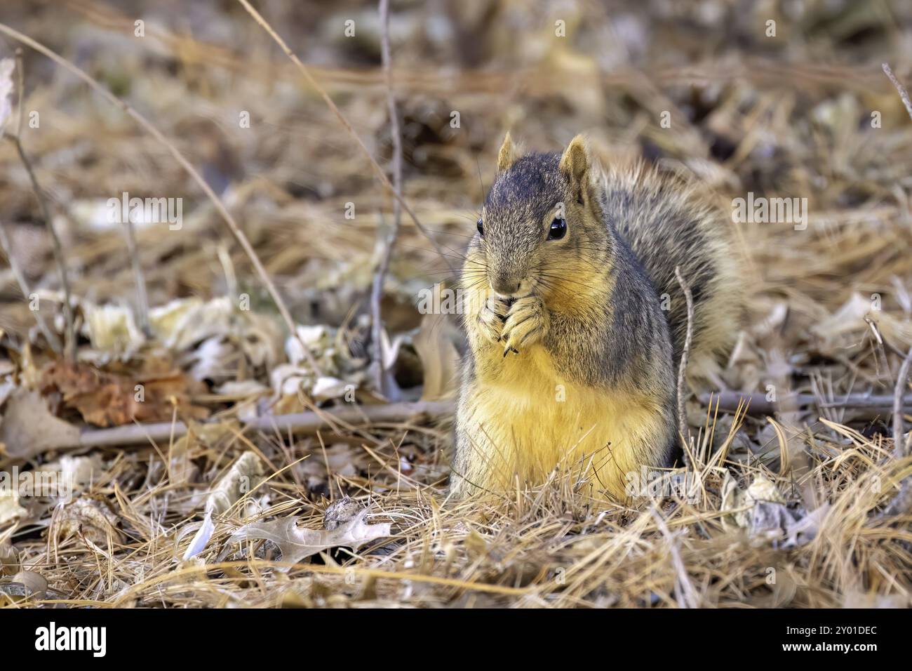 Lo scoiattolo di volpe (Sciurus niger), noto anche come scoiattolo di volpe orientale o scoiattolo di volpe di Bryant su un prato Foto Stock