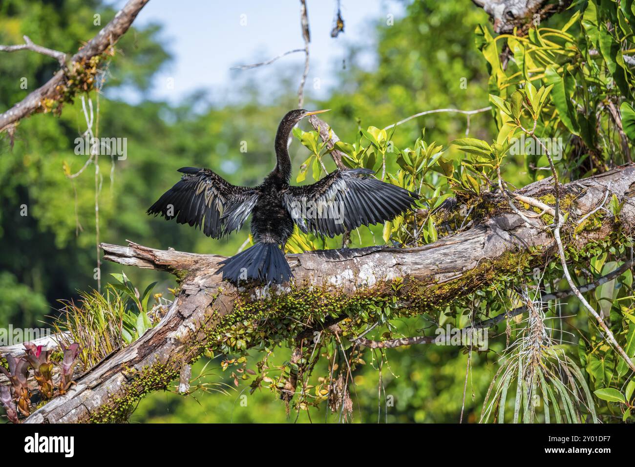 Anhinga (Anhinga anhinga) che asciuga le ali, il Parco Nazionale di Tortuguero, Costa Rica, America centrale Foto Stock