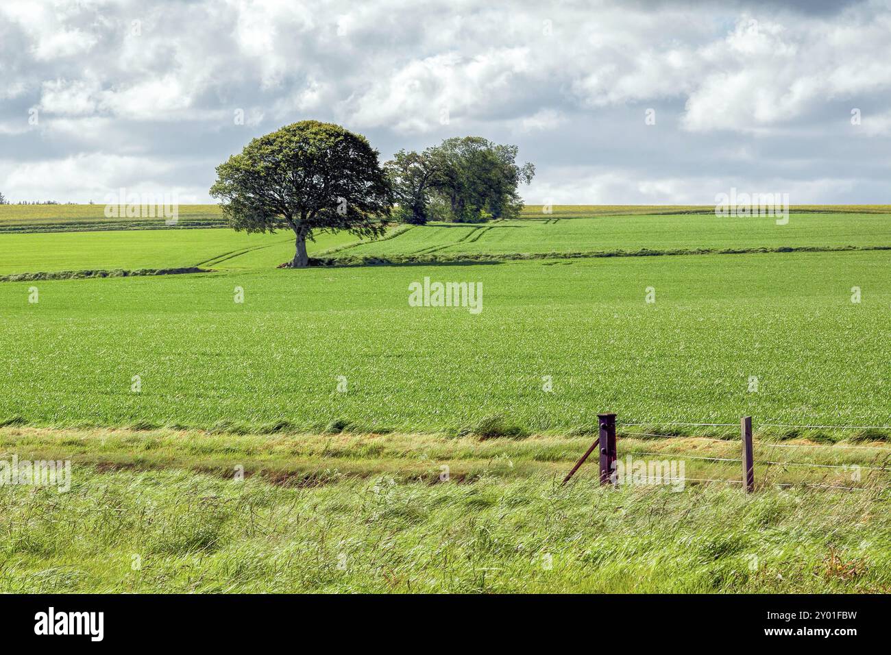 La coltivazione di campo nei pressi di Munlochy Foto Stock