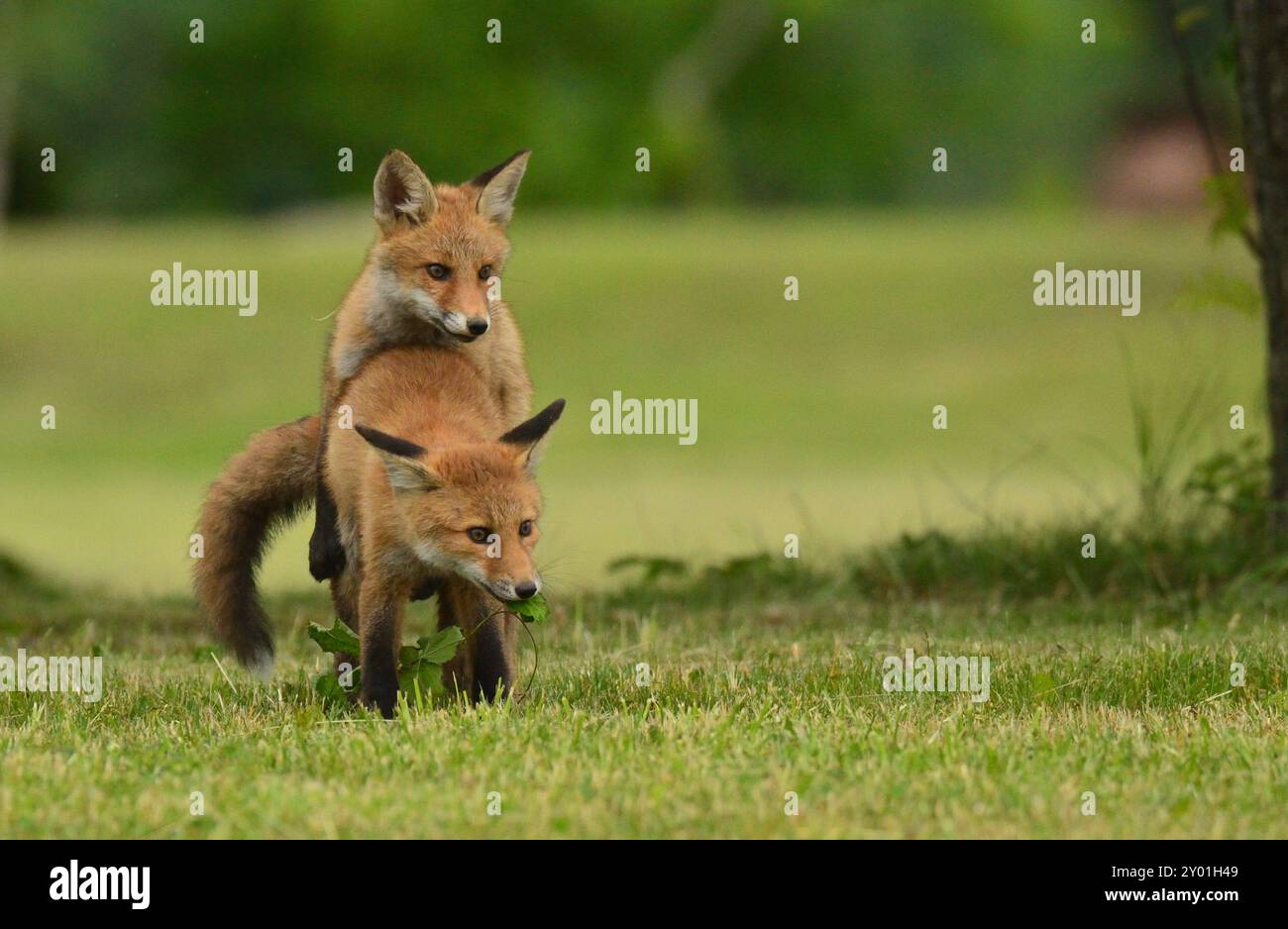 Giocare a cuccioli Foto Stock