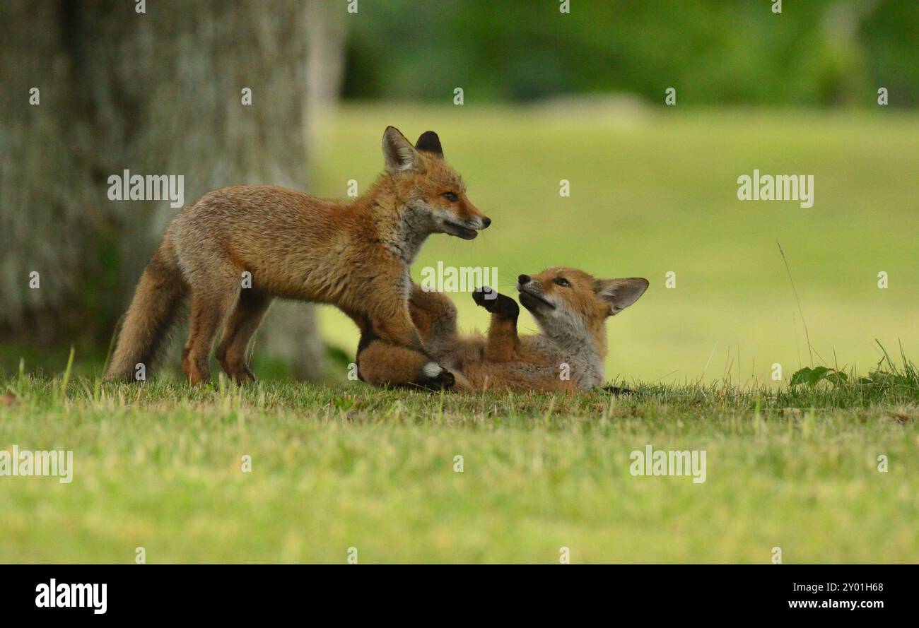Pausa durante la riproduzione Foto Stock