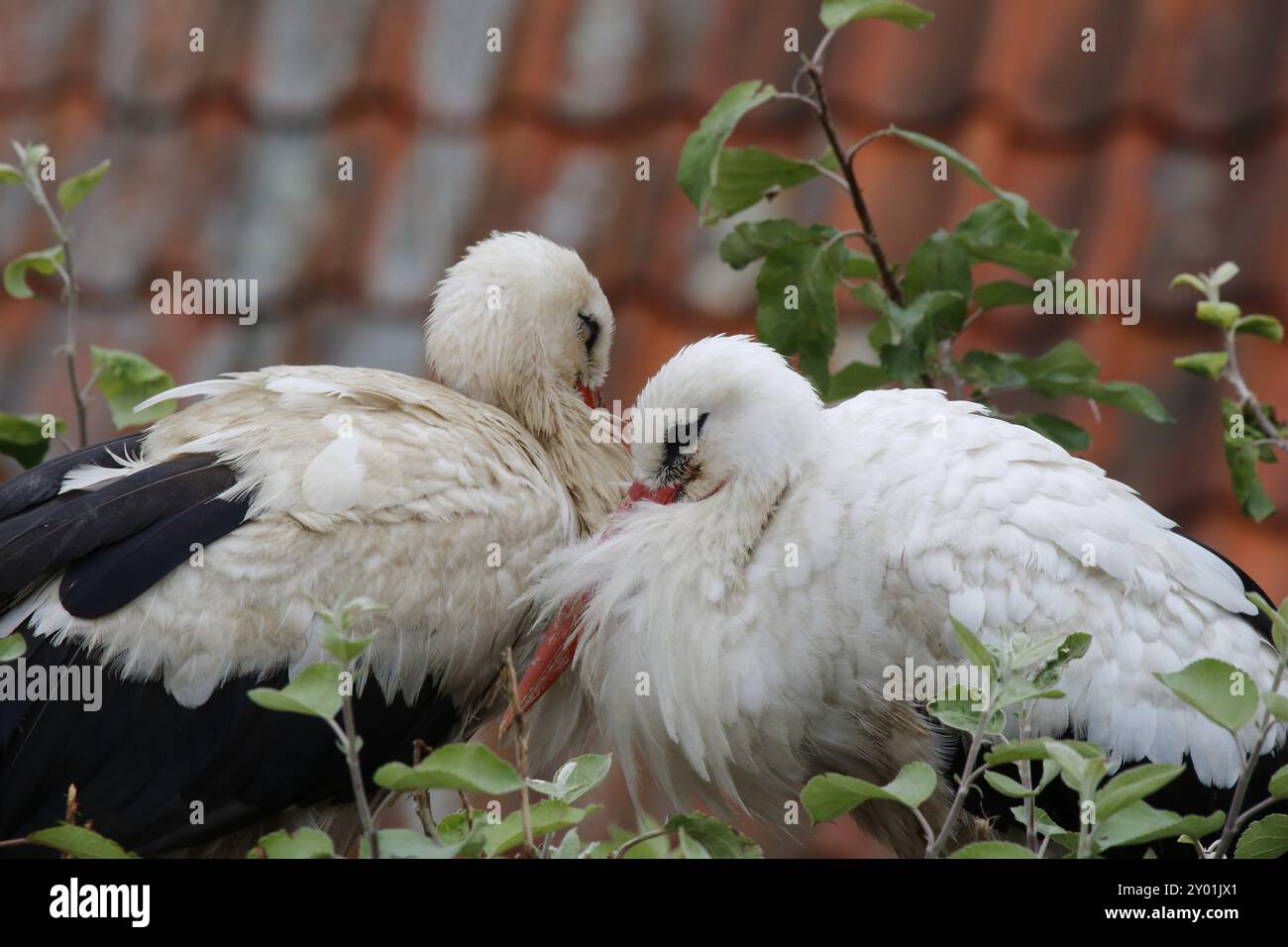 Weissstorch Foto Stock