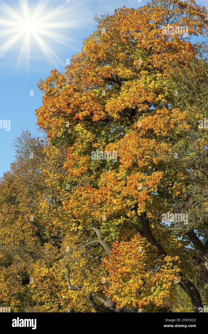 Acero con colori autunnali e sole Foto Stock