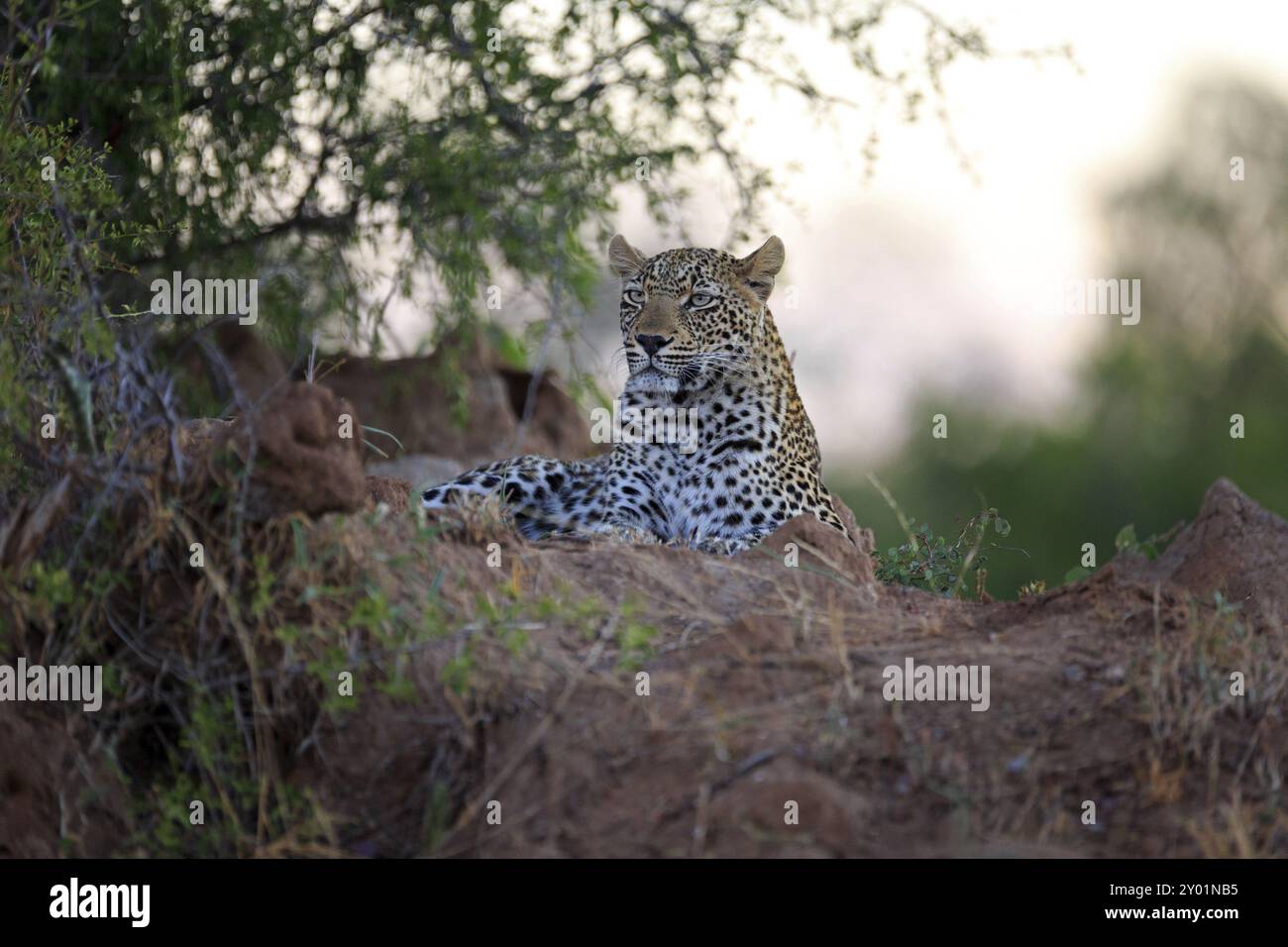 Leopardo su un tumulo di termiti Foto Stock