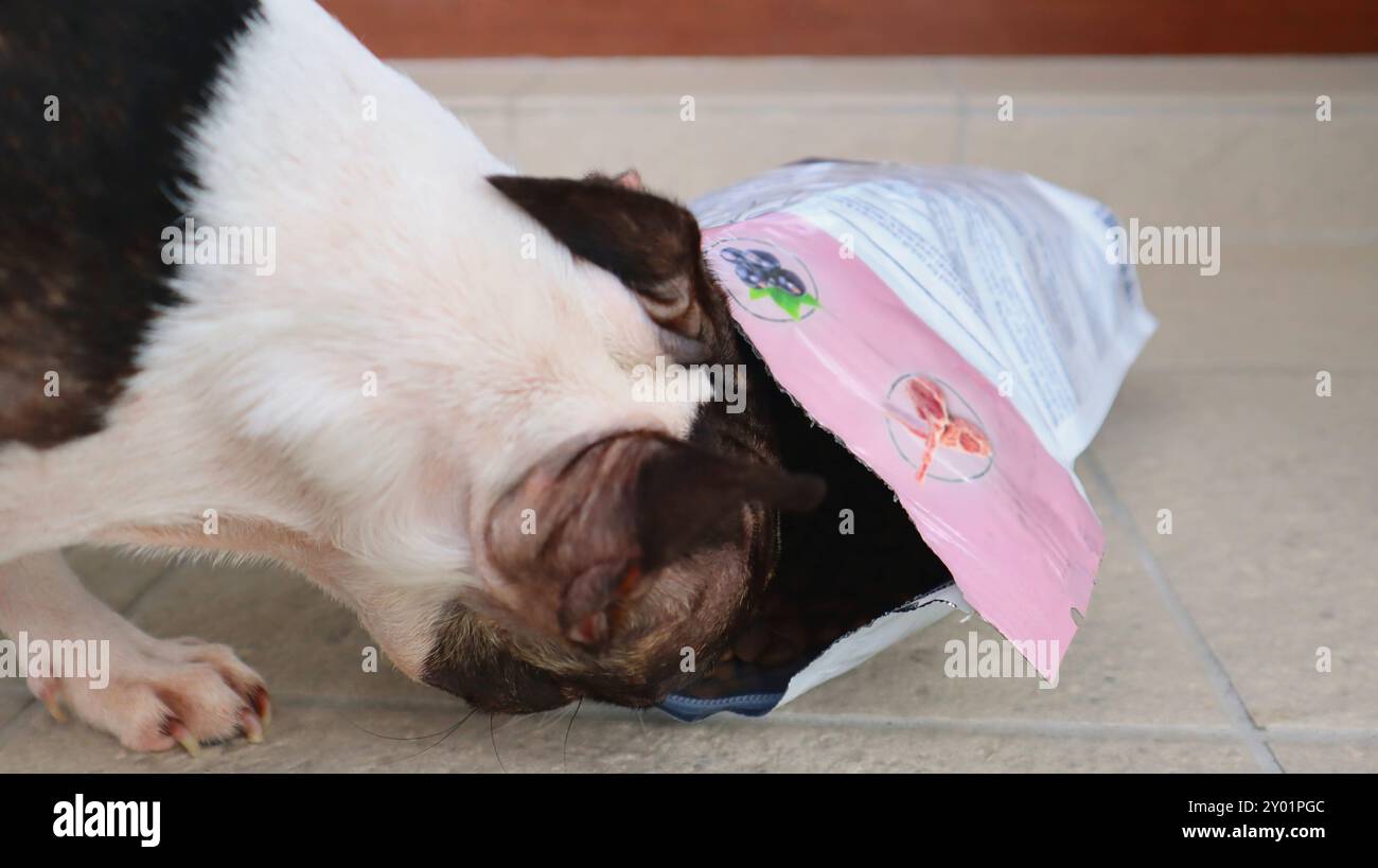 Un cane guarda in un pacchetto aperto di cibo secco. Un cane mangia il cane secco ​​food. Foto Stock