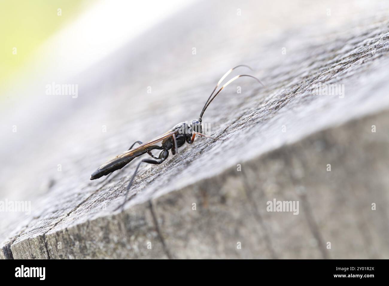 Vespa di Ichneumon (riluttante di Echthrus), seduta sul bosco morto, Parco Nazionale di Harz, Germania, Europa Foto Stock