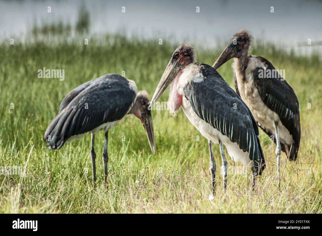 Tre cicogne di Marabou si trovano nell'erba lussureggiante del parco, vicino al lago, una delle quali è alla ricerca di cibo Foto Stock
