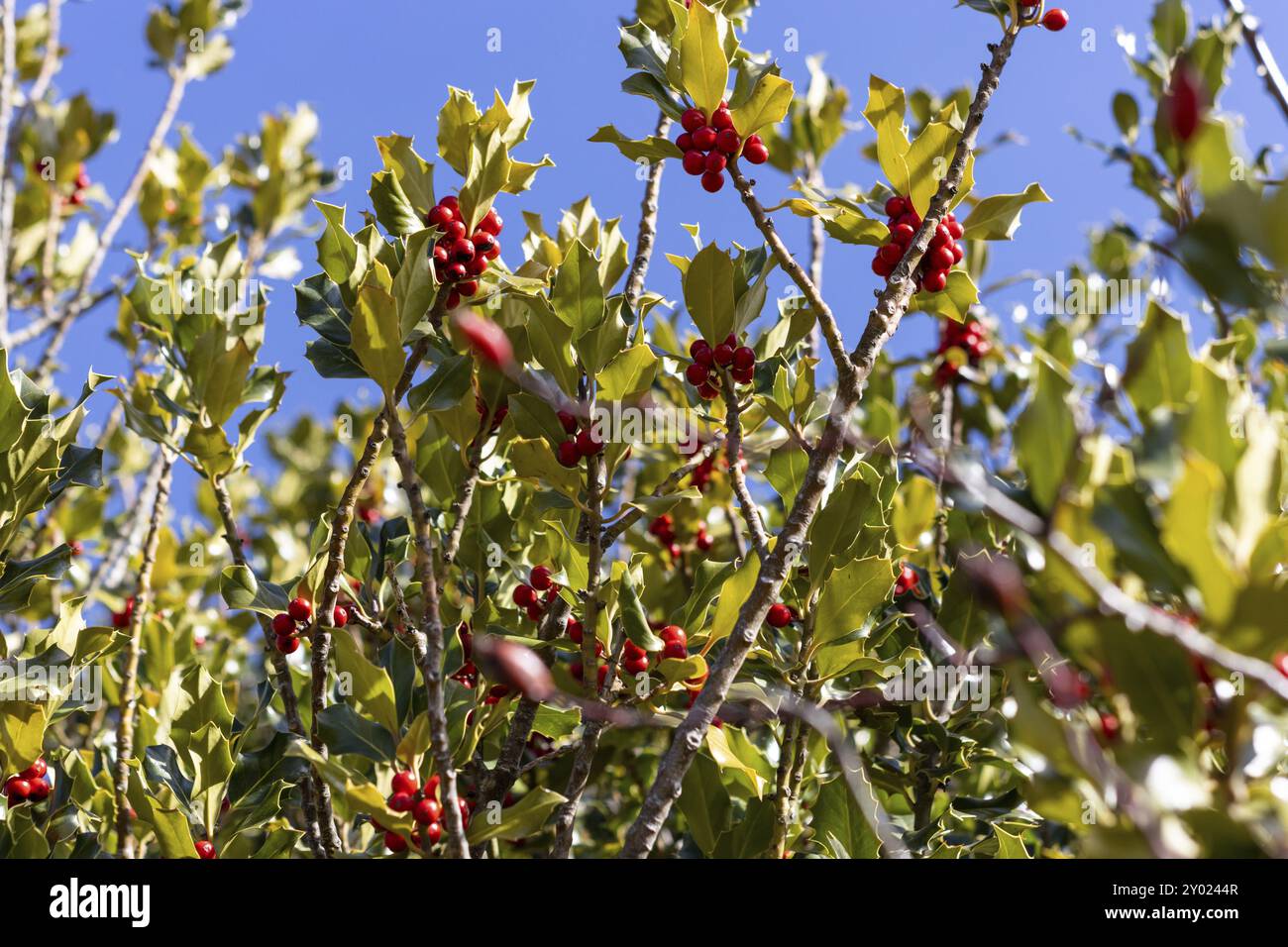 Primo piano di uno stabilimento di holly. Primo piano di un albero di agrifoglio con bacche rosse. Concetto di frutta e piante di Natale Foto Stock