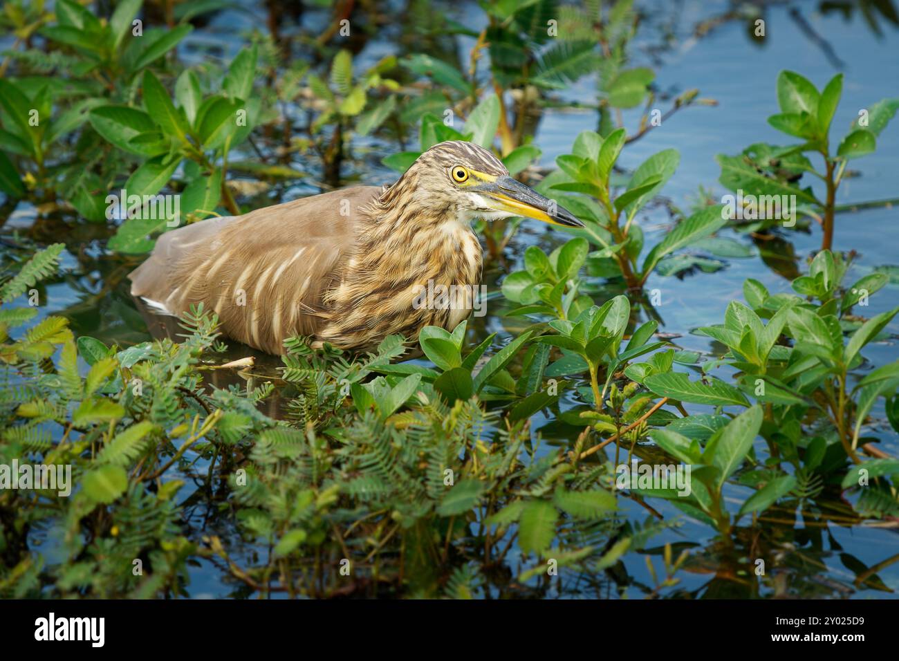 Indian Pond-Heron o Paddybird - Ardeola grayii, piccolo airone, nidificato nell'Iran meridionale e ad est fino a Pakistan, India, Birmania, Bangladesh e Sri Lanka. F Foto Stock