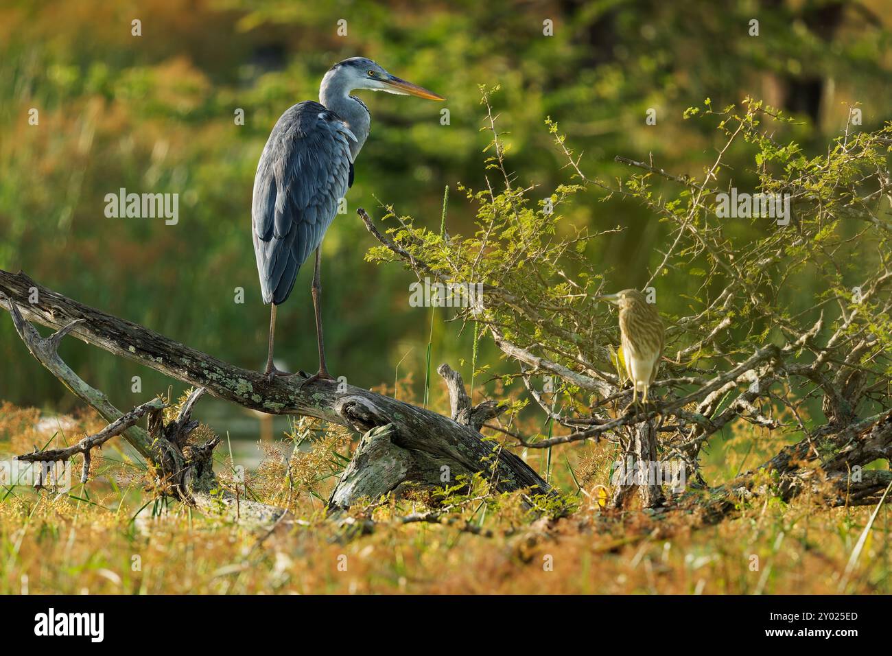 Grey Heron - Ardea cinerea uccello predatore a gambe lunghe della famiglia degli aironi Ardeidae, cacciatore di uccelli in attesa e in piedi nel soleggiato ambiente del lago Foto Stock
