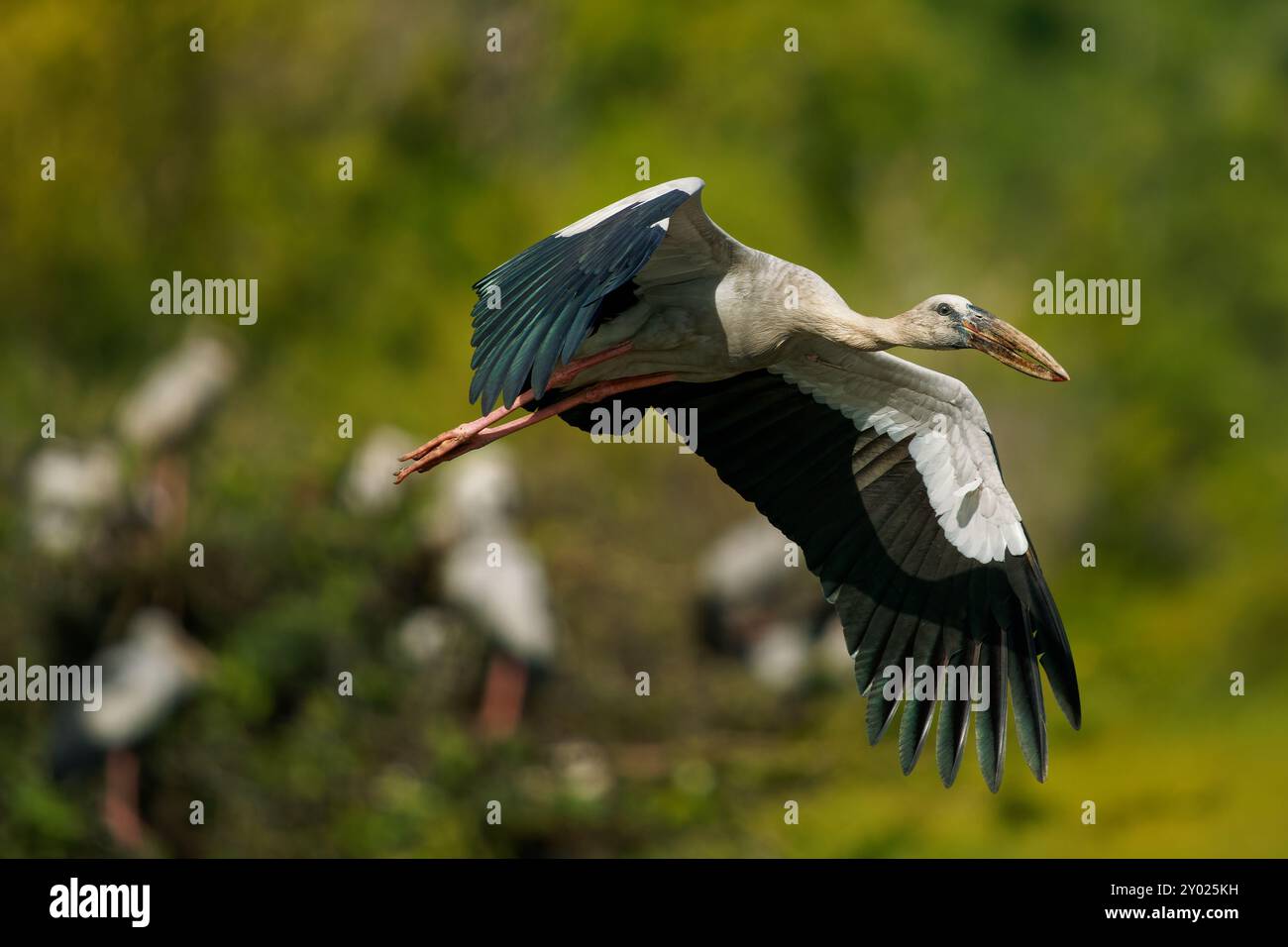 Cicogna asiatica a becco aperto - Anastomus oscitans grande uccello volante nelle Ciconiidae, subcontinente indiano e sud-est asiatico, grigio o bianco con ali nere A. Foto Stock