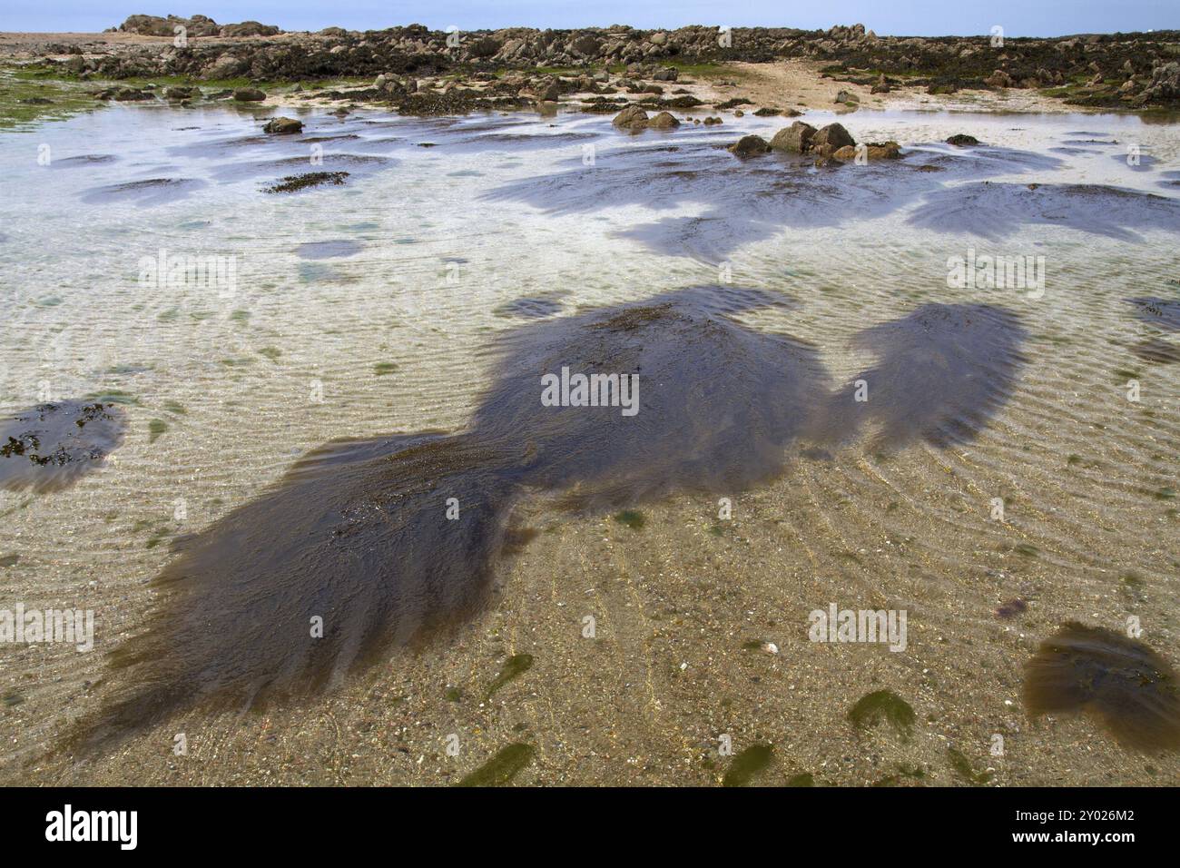 Alghe giapponesi a bacca (Sargassum muticum) Foto Stock