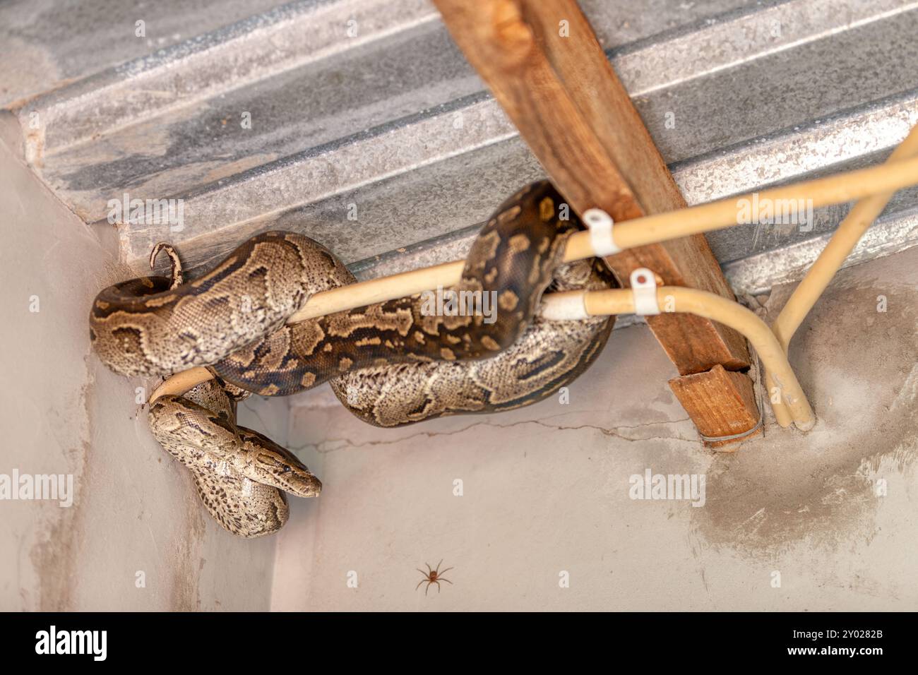 serpente di pitone di roccia africana, nascosto nella casa nel soffitto Foto Stock