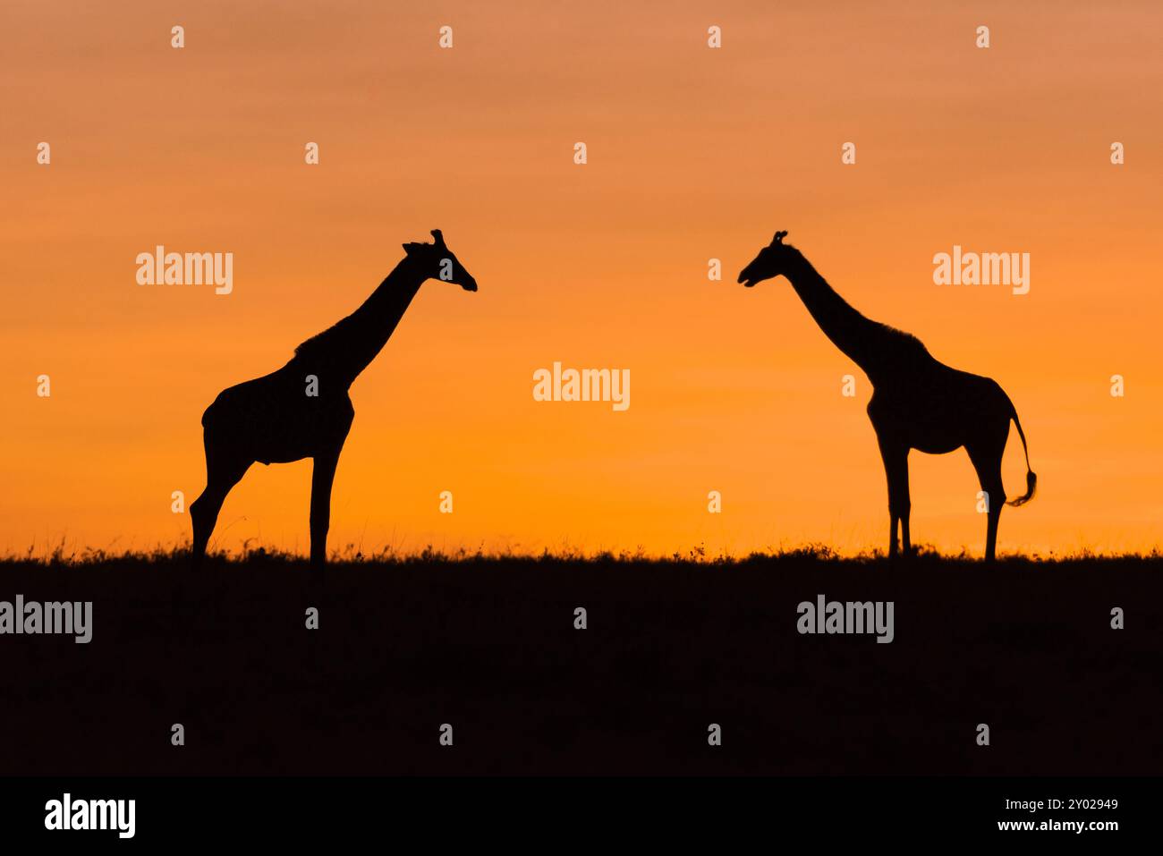 Una mattina presto a Kenia scattando una foto di due giraffe all'alba Foto Stock