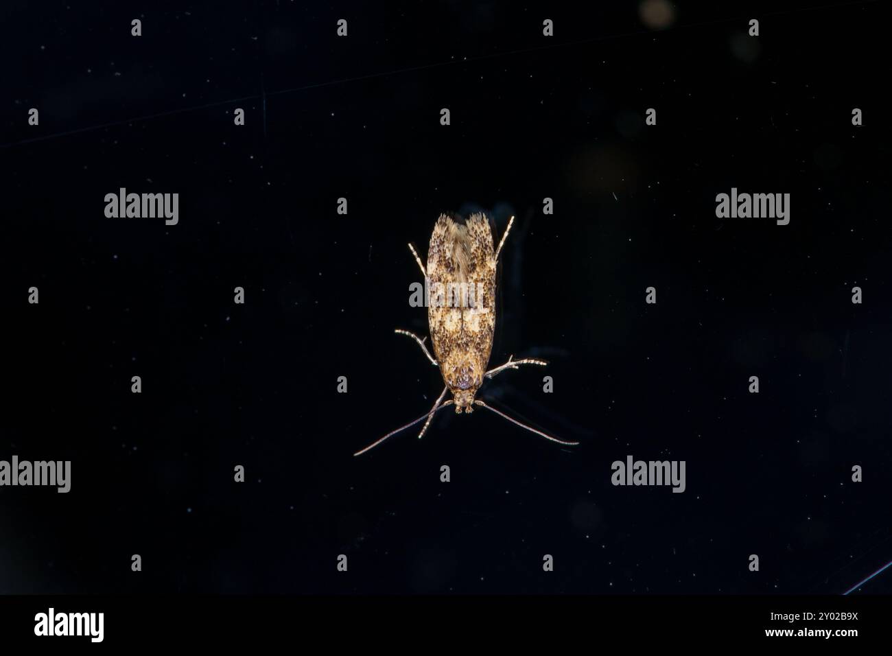 Hofmannophila pseudospretella famiglia Oecophoridae genere Hofmannophila Brown House Moth natura selvaggia fotografia di insetti, foto, carta da parati Foto Stock