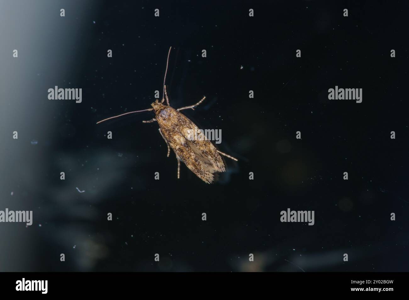 Hofmannophila pseudospretella famiglia Oecophoridae genere Hofmannophila Brown House Moth natura selvaggia fotografia di insetti, foto, carta da parati Foto Stock