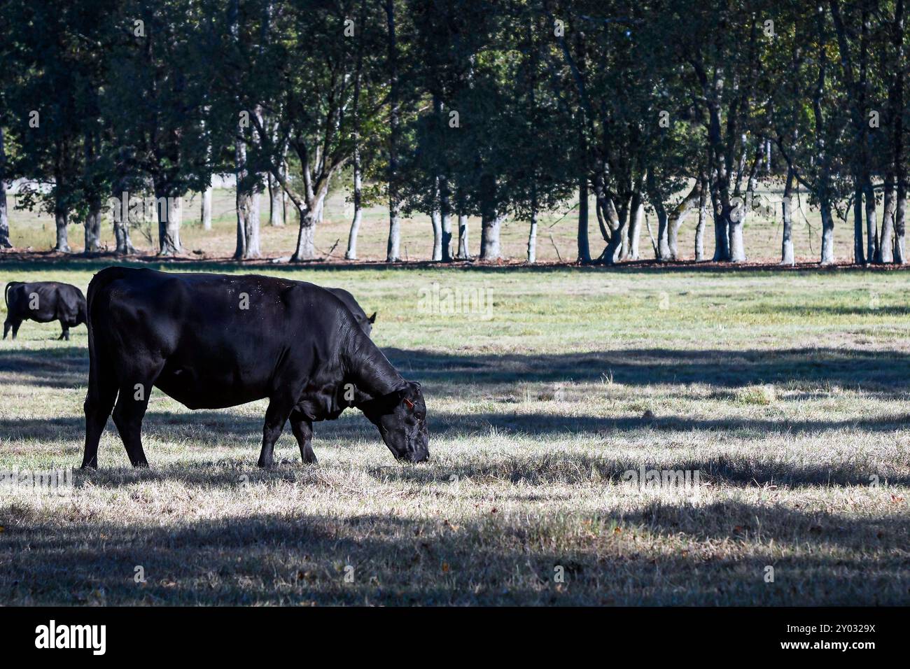 I bovini di manzo di Angus pascolano in un pascolo colpito dalla siccità in ottobre nell'Alabama centrale con spazio negativo. Foto Stock