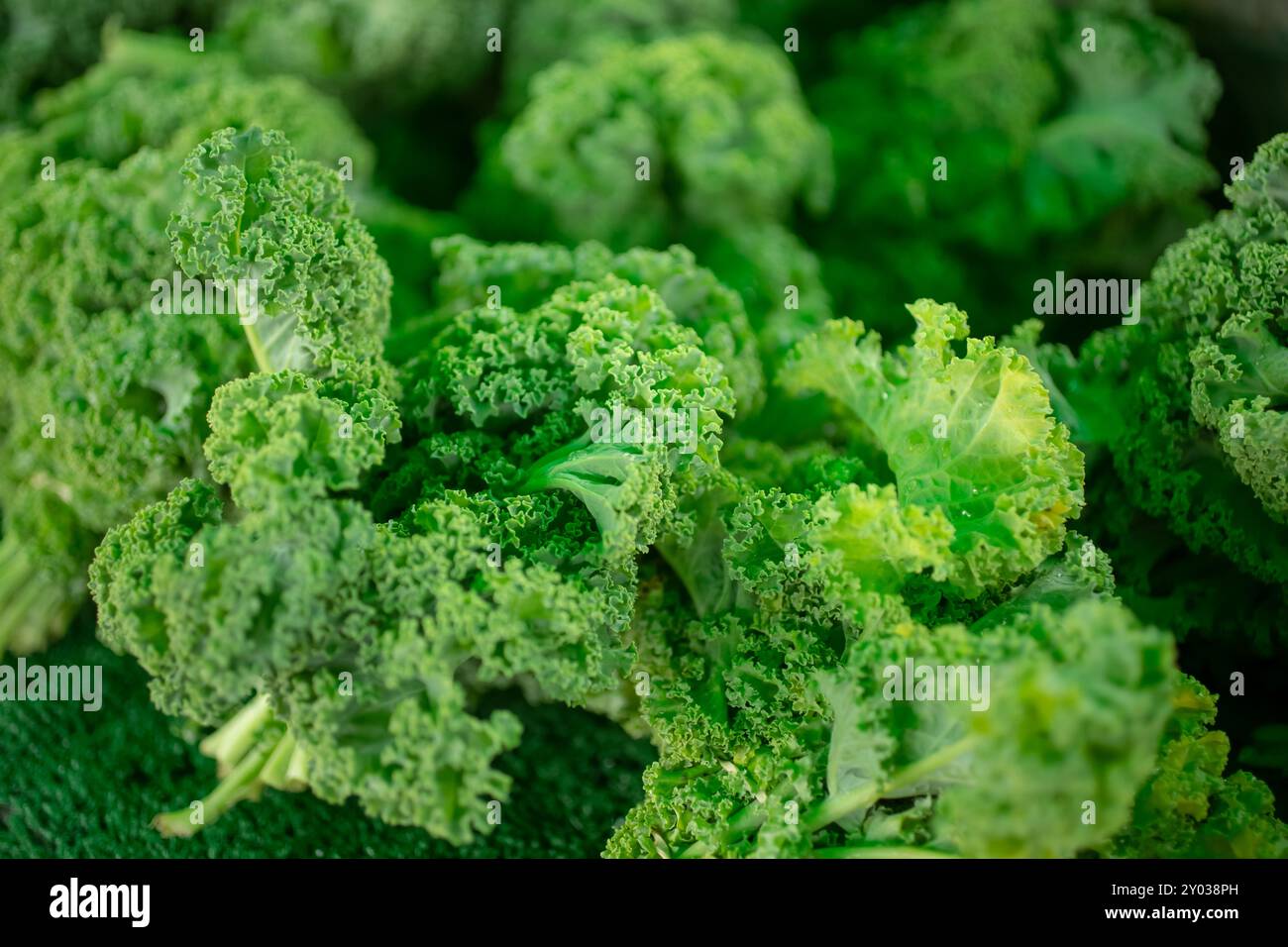 Una vista del riccio comune, in mostra in un mercato agricolo locale. Foto Stock