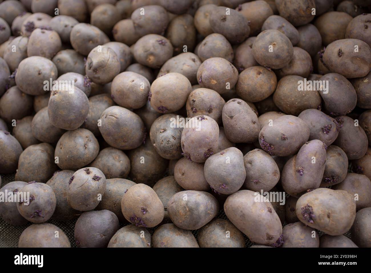 Una vista di una grande pila di patate viola, in mostra presso un mercato agricolo locale. Foto Stock