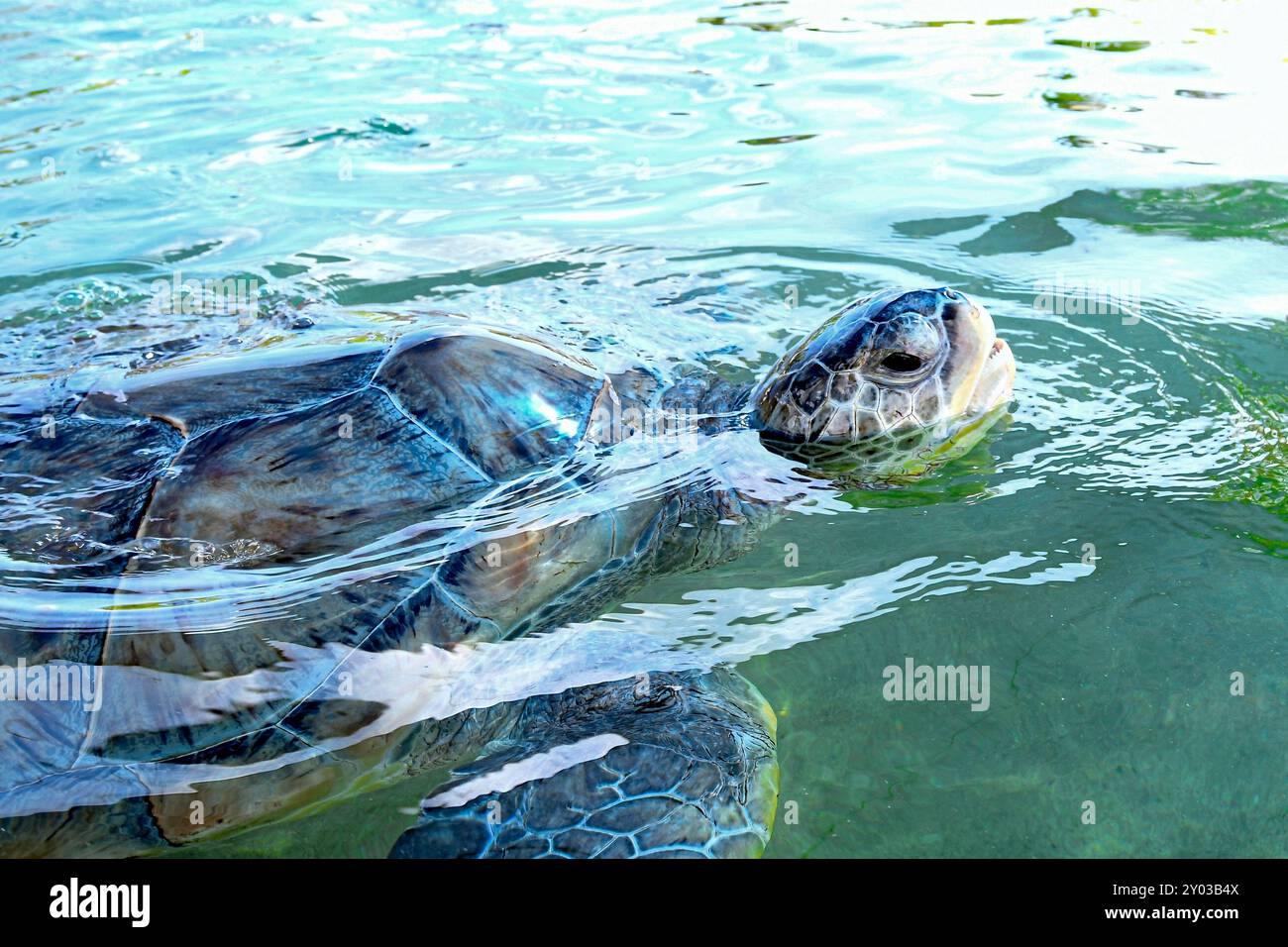 Primo piano di una tartaruga di mare verde (Chelonia mydas) che si innalza nell'acqua. Foto Stock