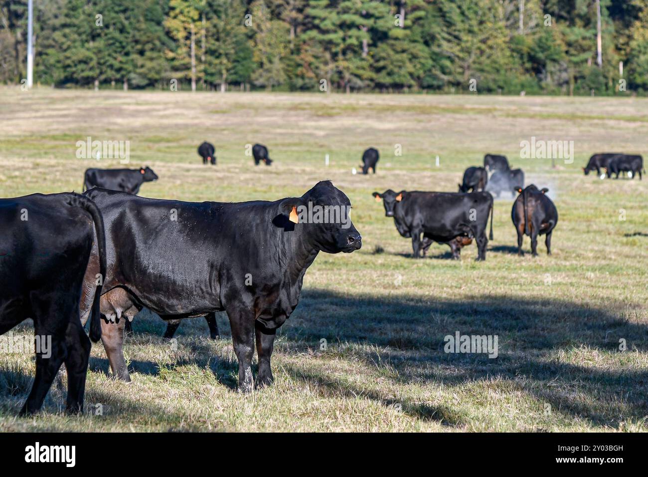 Branco di bovini neri incrociati commerciali Angus in ottobre nell'Alabama centrale. Foto Stock