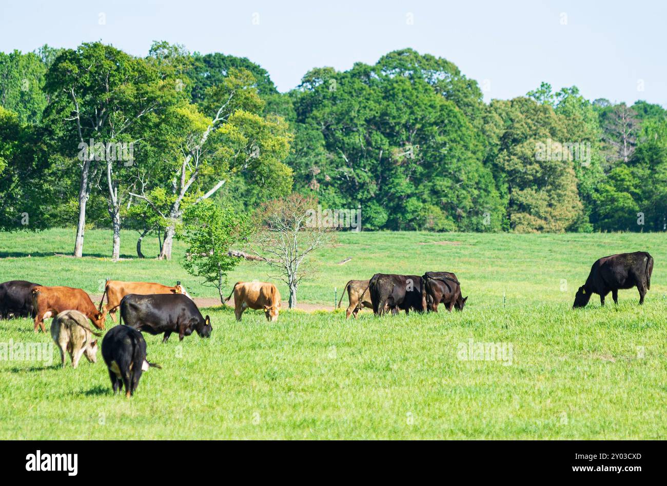 Una mandria mista di bovini da carne commerciali che pascolano in un lussureggiante pascolo primaverile nell'Alabama centrale ad aprile. Foto Stock
