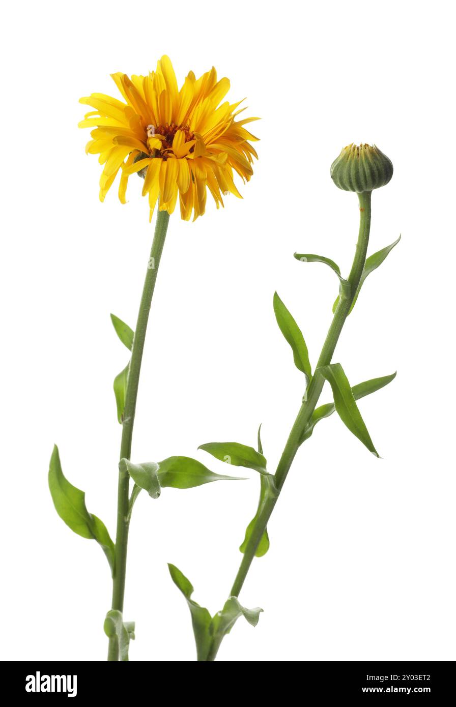 Bellissima calendula su sfondo bianco. Fiore selvatico Foto Stock