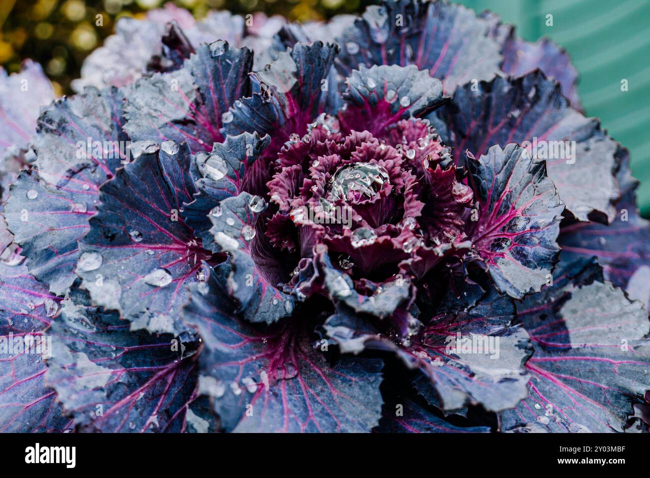 Cavolo viola ornamentale con goccioline d'acqua nel giardino autunnale, Brassica oleracea. Foto Stock