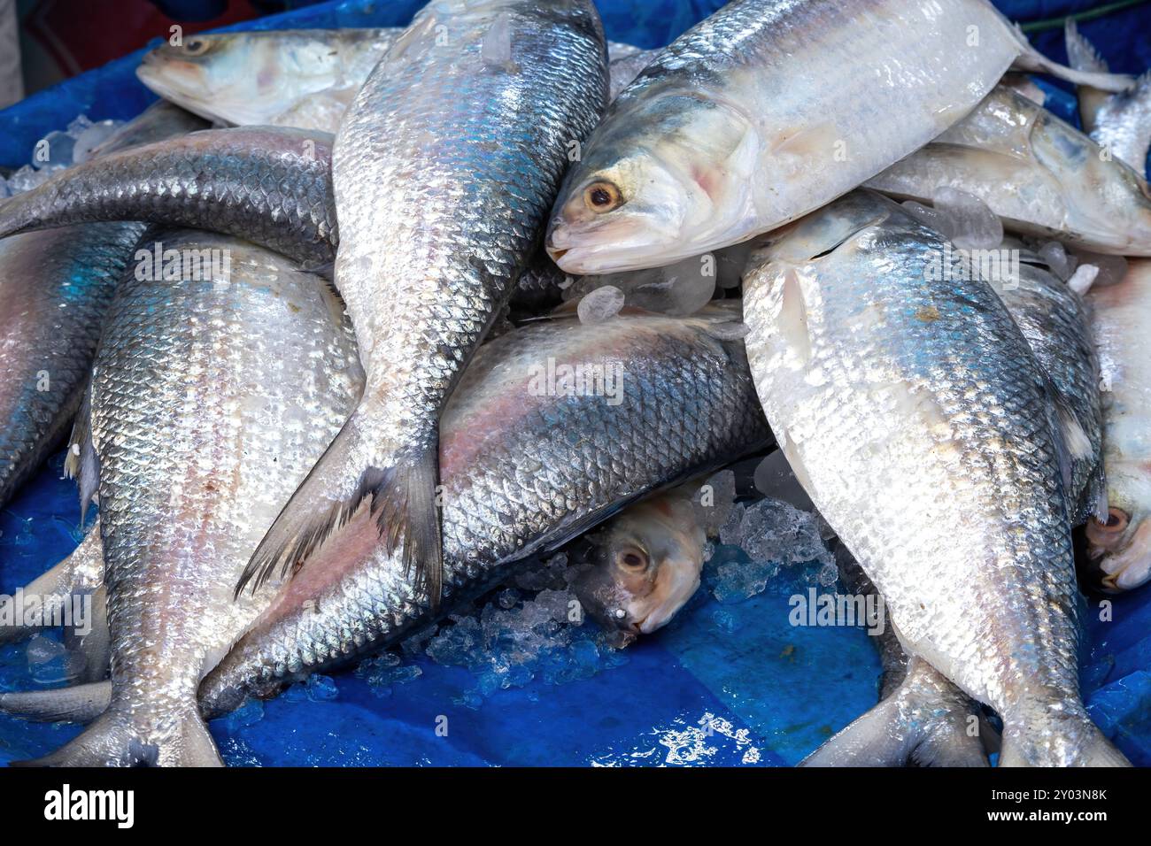 Pesce Hilsa o Tenualosa ilisha in vendita sul mercato. È anche conosciuto come Ilish in Bengali, è un pesce popolare e nazionale del Bangladesh. Lo è anche Foto Stock