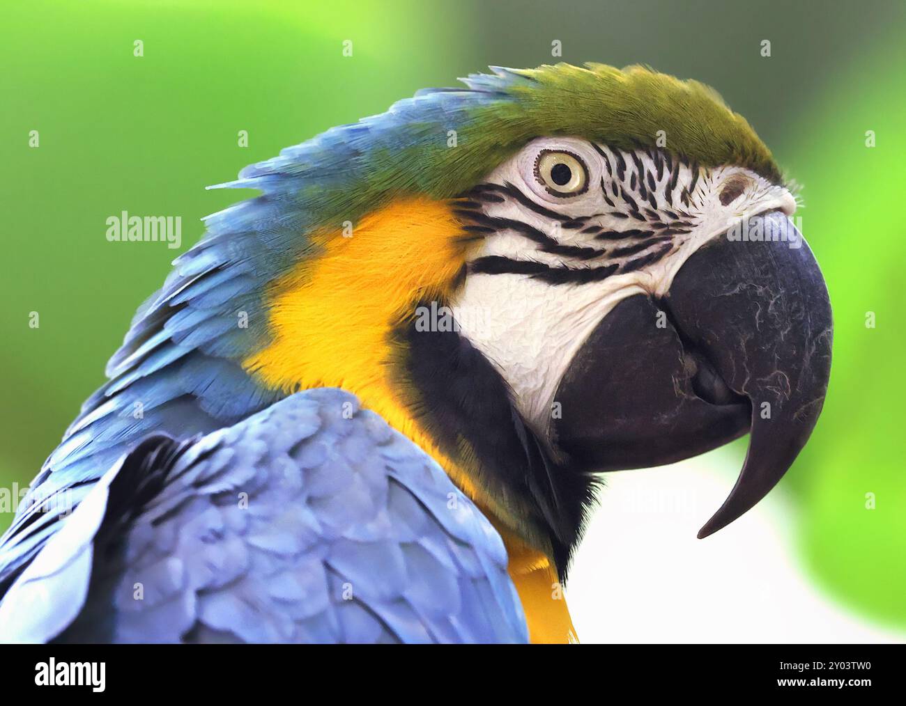Testa di Macao blu e oro su sfondo verde Foto Stock