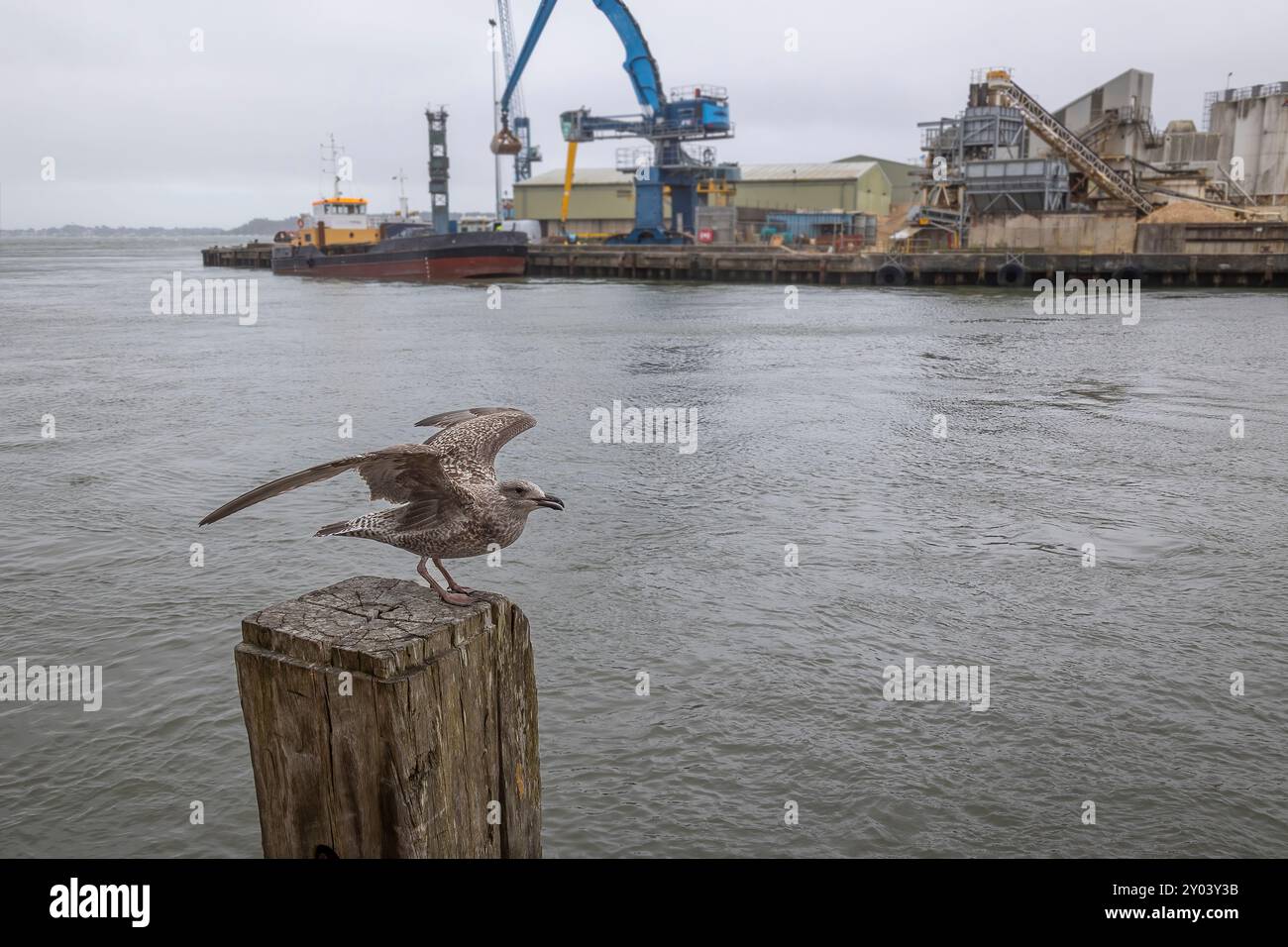 un giovane gabbiano aringhe poggia su un palo in un porto. Ha le ali spalmate pronte a decollare. Sullo sfondo c'è un molo affollato, una gru e una nave Foto Stock