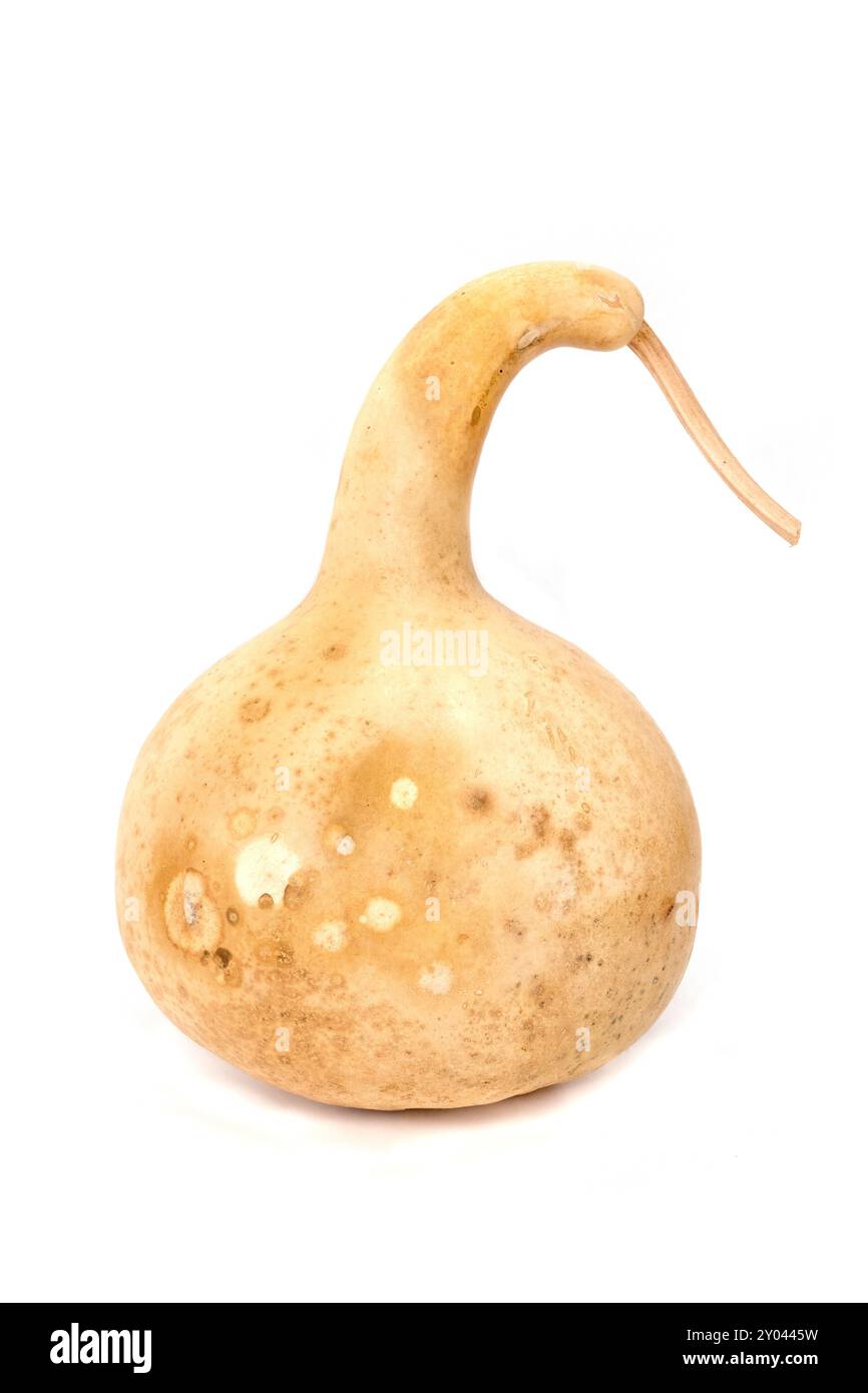 Primo piano di una zucca ornamentale su sfondo bianco. Foto Stock