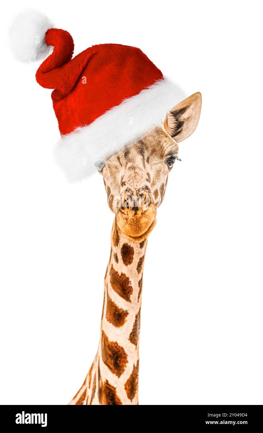 La testa di giraffa è molto divertente e indossa il cappello di Babbo Natale Foto Stock