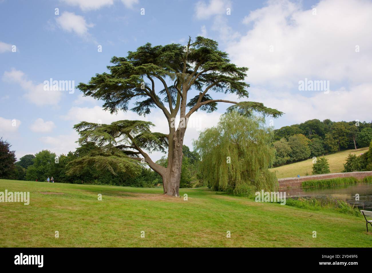 Grande Yew Tree in un parco di campagna Foto Stock