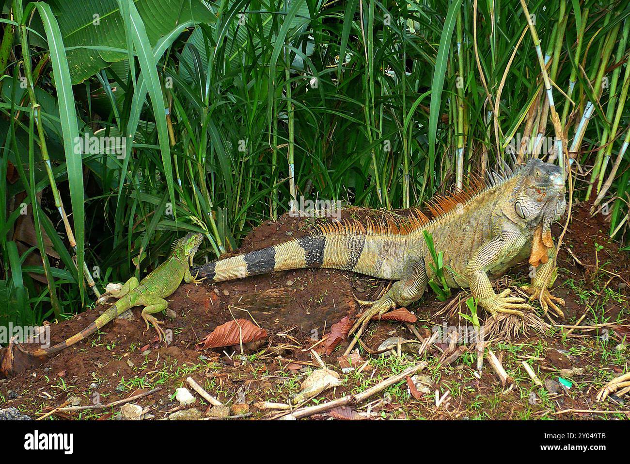 Iguana americana o Iguana verde comune (Iguana iguana), Costa Rica Foto Stock