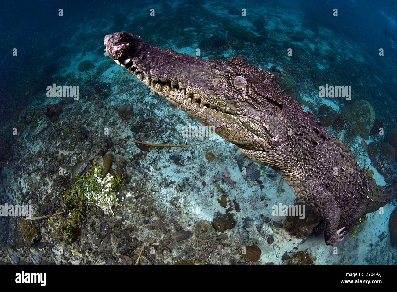 Coccodrillo di acqua salata (Crocodylus porosus), il più grande di tutti i viventi rettili, Palau, Stati Federati di Micronesia Foto Stock