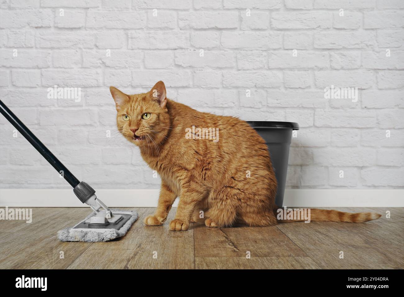 Divertente gatto dello zenzero è infastidito dal giorno delle pulizie. Foto Stock