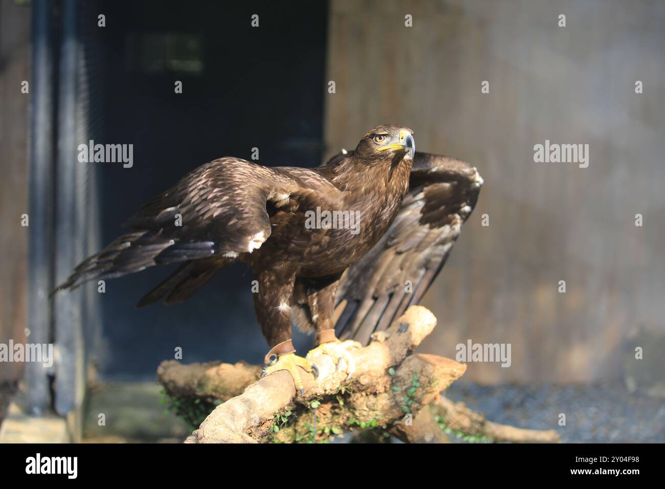L'aquila bruna (Aquila rapax) apre le sue ali Foto Stock