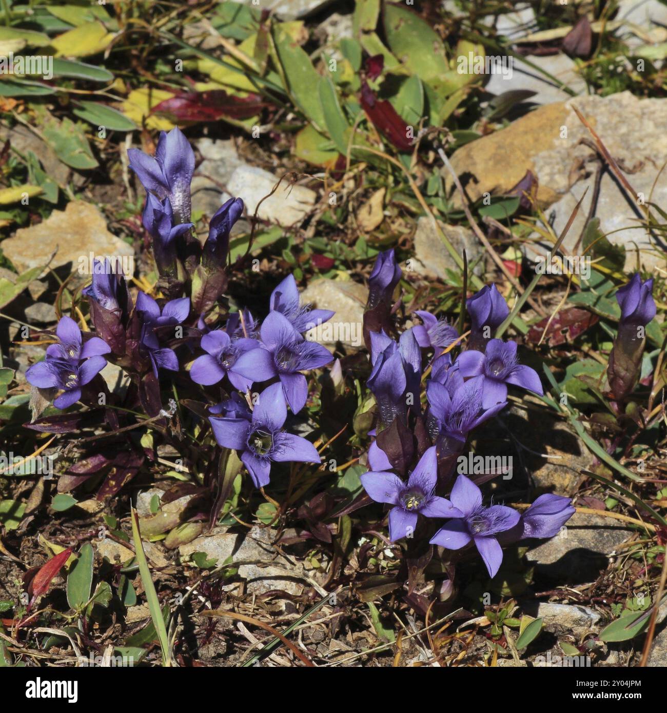 Campo genziane, bellissimi fiori selvatici che crescono in Alpi Foto Stock